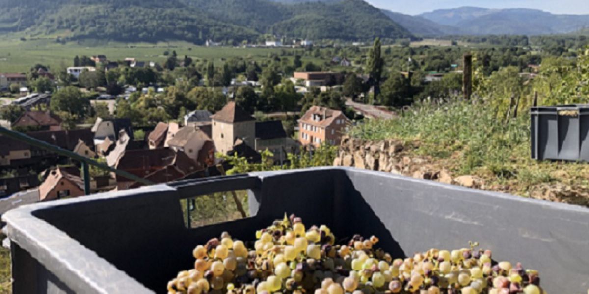 Vendanges Vins Dalsace Emile Herzog